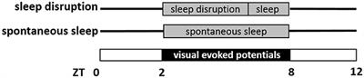 State-Dependent Modulation of Visual Evoked Potentials in a Rodent Genetic Model of Electroencephalographic Instability